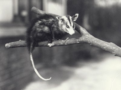 Witoorbuidelrat op een tak in de dierentuin van Londen, december 1918 door Frederick William Bond